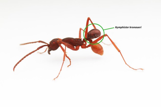
Nymphister kronaueri là một loài côn trùng sống kí sinh trên thân loài kiến Eciton mexicanum. Kích cỡ, hình dáng và màu sắc của giống côn trùng này tình cờ trùng khớp với khoang bụng của Eciton mexicanum và bám chặt vào thành bụng của vật chủ. Khi vật chủ dừng lại, Nymphister kronaueri sẽ lập tức rời bỏ và chỉ trở lại khi vật chủ tiếp tục di chuyển.

