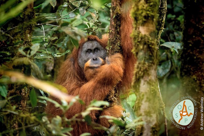  Các nhà khoa học xác nhận đười ươi Pongo tapanuliensis chính là một trong những hậu duệ của loài tinh tinh khổng lồ và cũng đang đứng trước nguy cơ tuyệt chủng nghiêm trọng nhất thế giới. Hiện tại, chỉ có khoảng 800 con vượn này đang sinh sống tại Sumatra. 