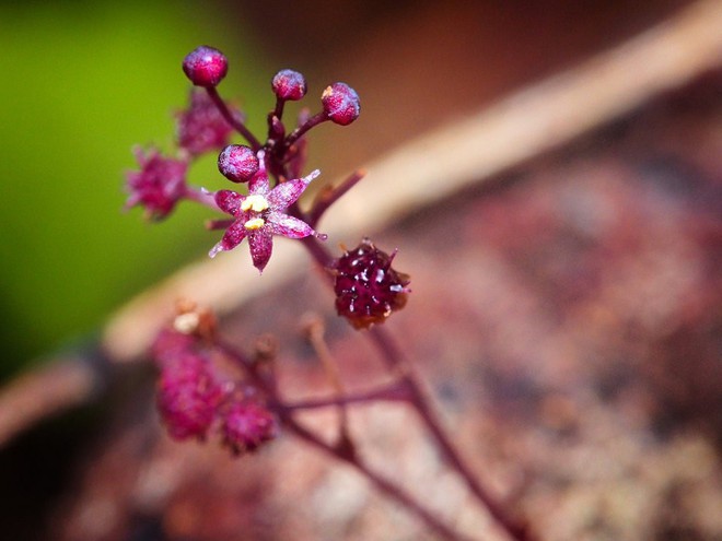 
Sciaphila sugimotoi là một trong số ít những thực vật dị dưỡng còn tồn tại trên Trái Đất. Loài thực vật này sống cộng sinh và hút chất dinh dưỡng từ một loại nấm đặc trưng sống lân cận. Sciaphila sugimotoi có chiều cao khoảng 10cm và thường nở hoa vào tháng 9 - tháng 10.
