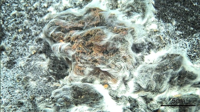 
Thiolava veneris là một loài vi khuẩn được phát hiện lần đầu tiên vào năm 2011, 3 năm sau khi núi lửa ngầm Tagoro phun trào dọc bờ biển của quần đảo Canary. Các nhà khoa học đã tìm thấy loài vi khuẩn này quấn quanh miệng núi lửa, tạo thành một vùng trắng rộng khoảng nửa hecta như hình trên.
