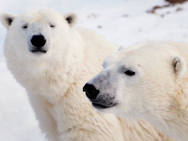 10 sự thật ngỡ ngàng về động vật ở Bắc Cực mà không phải ai cũng biết - Ảnh 2.