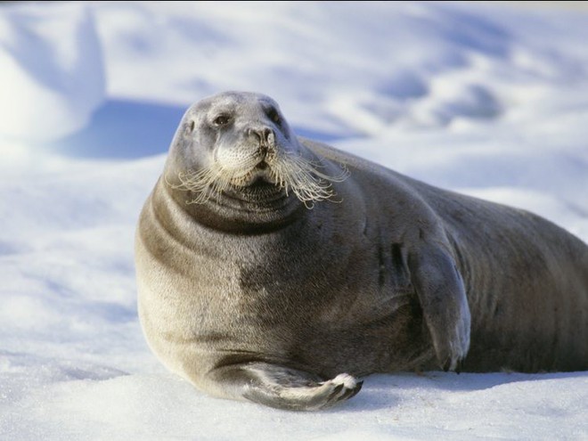 10 sự thật ngỡ ngàng về động vật ở Bắc Cực mà không phải ai cũng biết - Ảnh 3.
