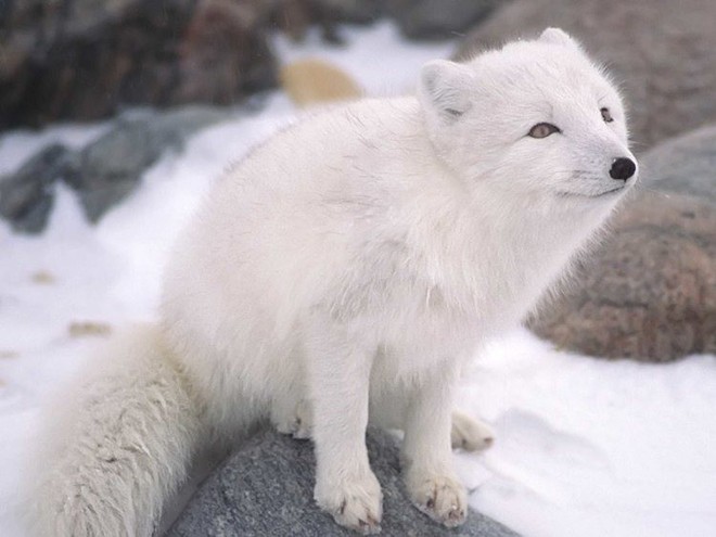 10 sự thật ngỡ ngàng về động vật ở Bắc Cực mà không phải ai cũng biết - Ảnh 8.