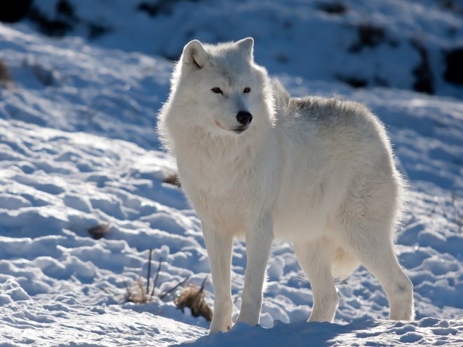 10 sự thật ngỡ ngàng về động vật ở Bắc Cực mà không phải ai cũng biết - Ảnh 9.