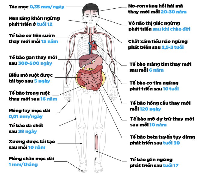 [Infographic] Mất bao nhiêu thời gian để 19 cơ quan trong người bạn tái tạo và phát triển? - Ảnh 1.