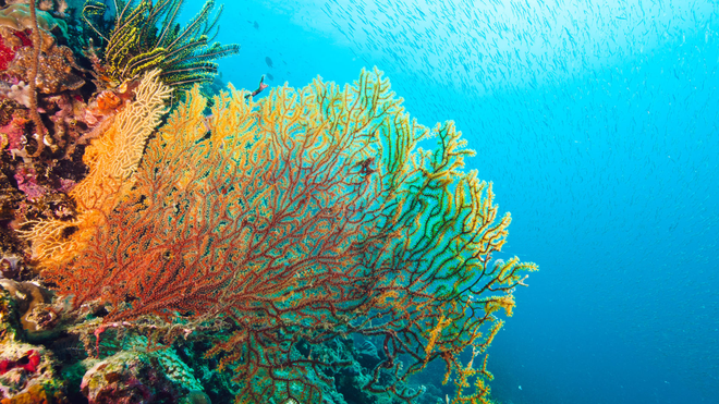 Rạn san hô lớn nhất thế giới Great Barrier đã 5 lần suýt bị hủy diệt trong suốt 30.000 năm qua - Ảnh 1.