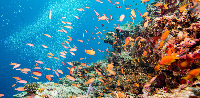 Rạn san hô lớn nhất thế giới Great Barrier đã 5 lần suýt bị hủy diệt trong suốt 30.000 năm qua - Ảnh 3.