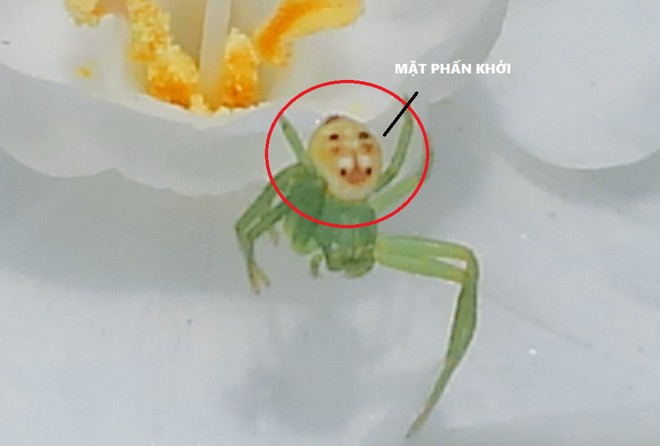 Người dùng Twitter phát hiện ra con nhện trông giống cụ già vừa trúng Vietlott - Ảnh 2.