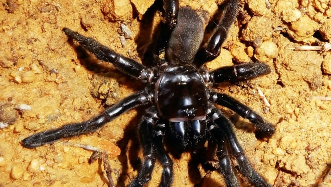 Con nhện già nhất thế giới đã chết vì bị ong đốt - Ảnh 1.