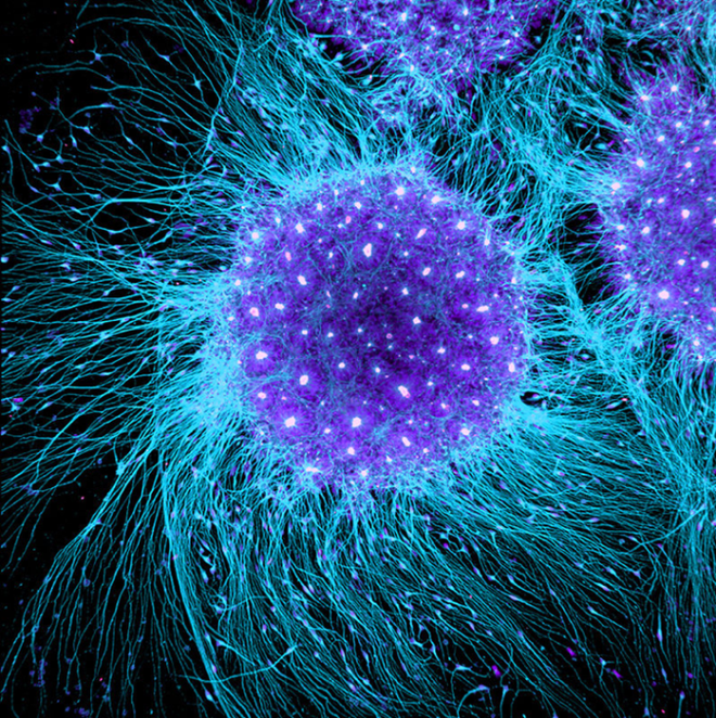 Lần đầu tiên, các nhà khoa học có hình ảnh rõ ràng về một tế bào di chuyển trong cơ thể sống - Ảnh 2.