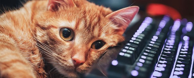 Đồng sáng lập Reddit đưa ra lý do tại sao cư dân mạng Internet lại yêu mèo đến thế, câu trả lời đơn giản đến bất ngờ - Ảnh 4.