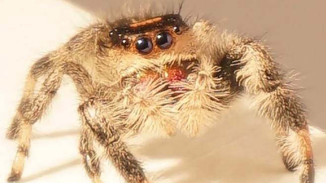 Các nhà khoa học thành công trong việc dạy nhện nhảy bằng 4 chân - Ảnh 5.