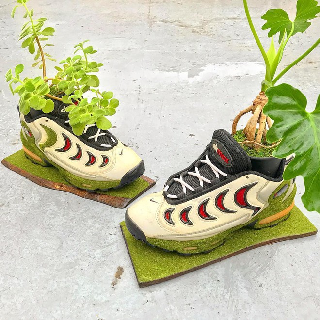 BST cây cảnh trồng trong giày khiến mọi sneakerhead phải suýt xoa ngưỡng mộ - Ảnh 1.