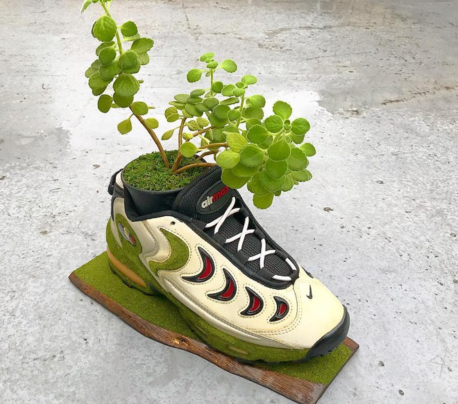 BST cây cảnh trồng trong giày khiến mọi sneakerhead phải suýt xoa ngưỡng mộ - Ảnh 2.