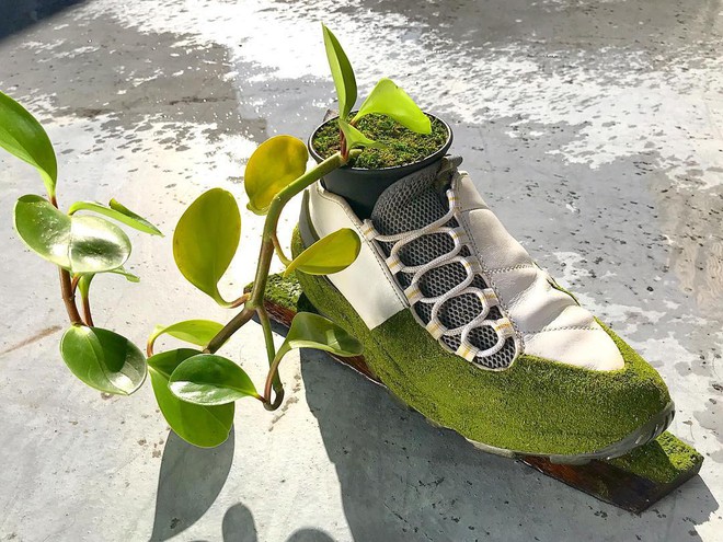 BST cây cảnh trồng trong giày khiến mọi sneakerhead phải suýt xoa ngưỡng mộ - Ảnh 6.
