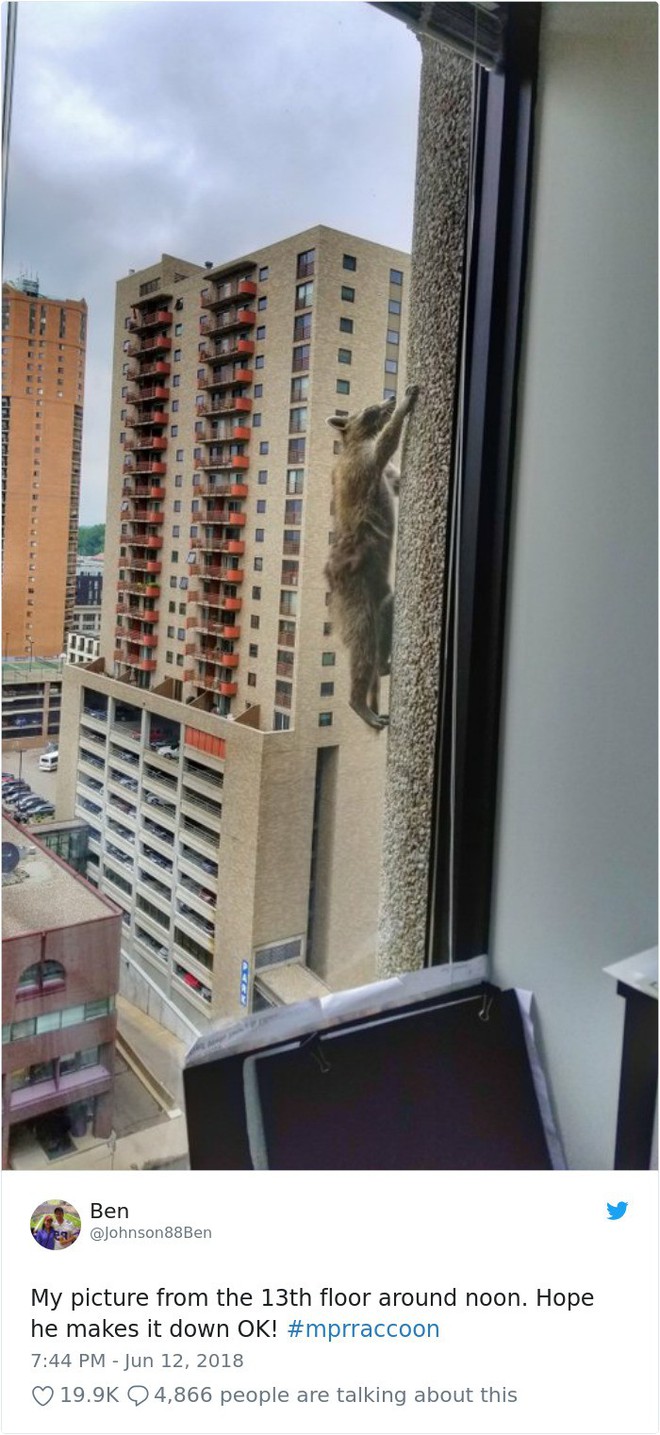 Internet nín thở dõi theo chú gấu mèo liều lĩnh leo lên tòa nhà chọc trời - Ảnh 1.