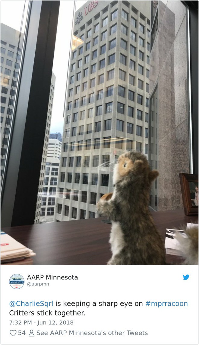Internet nín thở dõi theo chú gấu mèo liều lĩnh leo lên tòa nhà chọc trời - Ảnh 12.