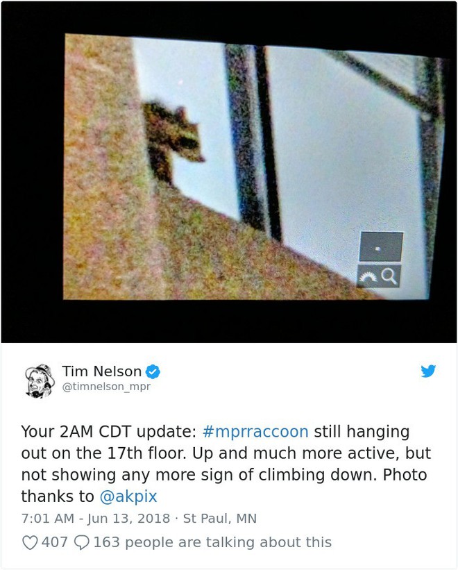 Internet nín thở dõi theo chú gấu mèo liều lĩnh leo lên tòa nhà chọc trời - Ảnh 20.