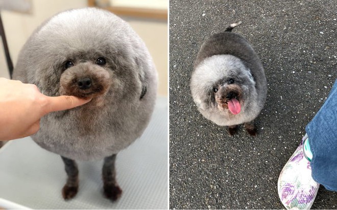 Hàng loạt chú chó bỗng hóa cừu sau khi tới làm đẹp ở salon thú kiểng Nhật Bản - Ảnh 2.