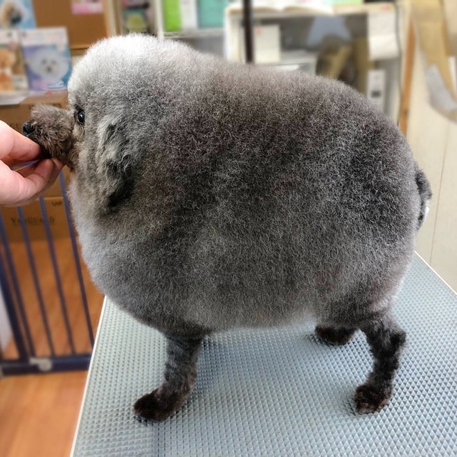 Hàng loạt chú chó bỗng hóa cừu sau khi tới làm đẹp ở salon thú kiểng Nhật Bản - Ảnh 6.
