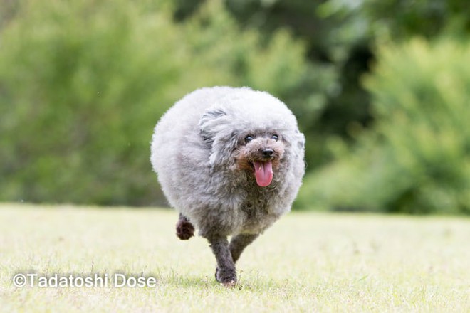 Hàng loạt chú chó bỗng hóa cừu sau khi tới làm đẹp ở salon thú kiểng Nhật Bản - Ảnh 12.