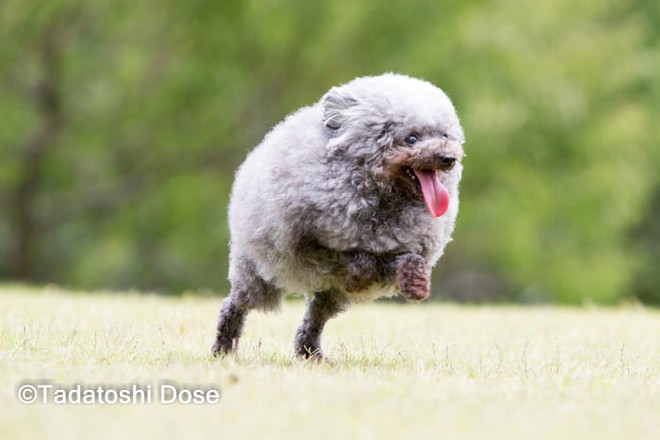 Hàng loạt chú chó bỗng hóa cừu sau khi tới làm đẹp ở salon thú kiểng Nhật Bản - Ảnh 13.