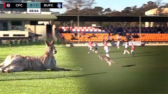 Úc: Kangaroo nhảy vào sân chen ngang trận bóng rồi đòi bắt gôn thay thủ môn - Ảnh 3.