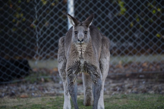Úc: Kangaroo nhảy vào sân chen ngang trận bóng rồi đòi bắt gôn thay thủ môn - Ảnh 6.