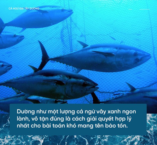 Các nhà khoa học đang thuần hóa cá ngừ vây xanh đang trong diện nguy cấp để có đủ nguyên liệu mà làm sushi - Ảnh 3.