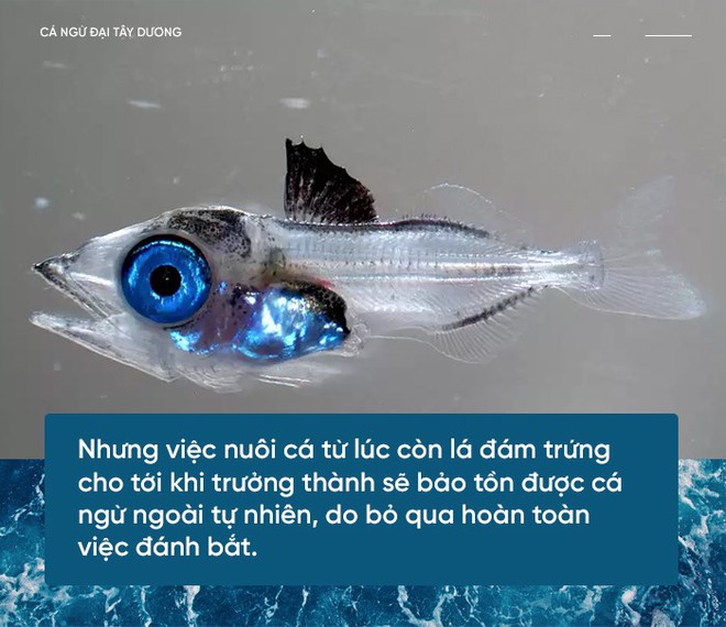 Các nhà khoa học đang thuần hóa cá ngừ vây xanh đang trong diện nguy cấp để có đủ nguyên liệu mà làm sushi - Ảnh 4.