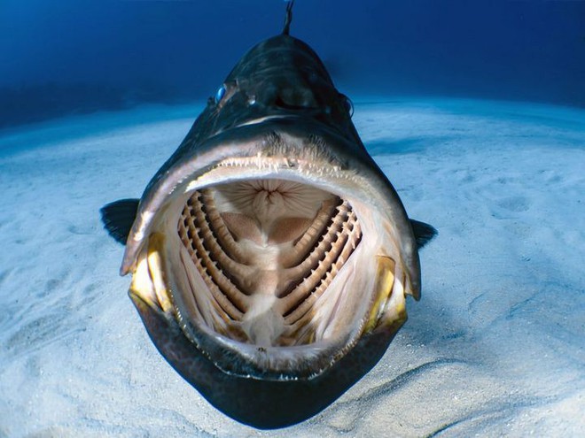 Chàng thợ lặn may mắn chộp được khoảnh khắc bên trong miệng một con cá lúc đang bơi - Ảnh 1.