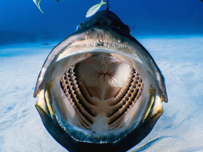 Chàng thợ lặn may mắn chộp được khoảnh khắc bên trong miệng một con cá lúc đang bơi - Ảnh 2.