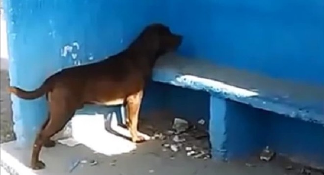 Kỳ lạ chú chó dành 3 ngày để nhìn chằm chằm vào một bức tường gây xôn xao cộng đồng mạng - Ảnh 1.