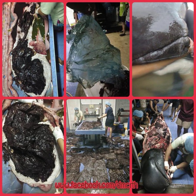Cá voi ở Thái Lan chết đói vì ăn phải 8kg rác thải nhựa - Ảnh 3.