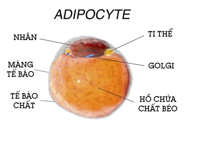  Tế bào chất béo adipocyte hoạt động không bình thường dẫn đến béo phì 