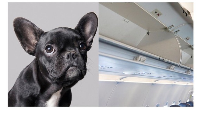 Chú chó này đã suýt chết ngạt trên máy bay nếu không có sự giúp đỡ của các tiếp viên hàng không - Ảnh 4.