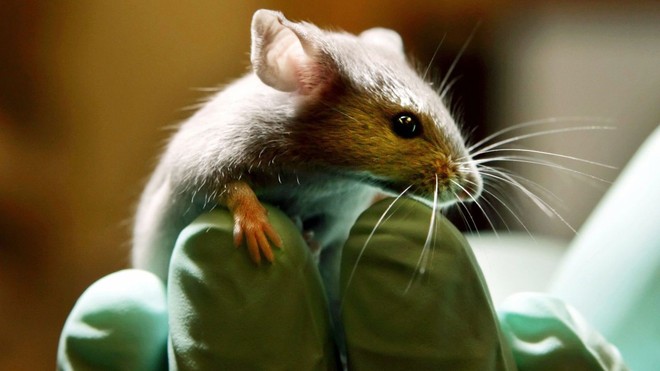  Trí tuệ nhân tạo đã tiến đến mức thay thế được động vật trong thử nghiệm độc tính hóa học 
