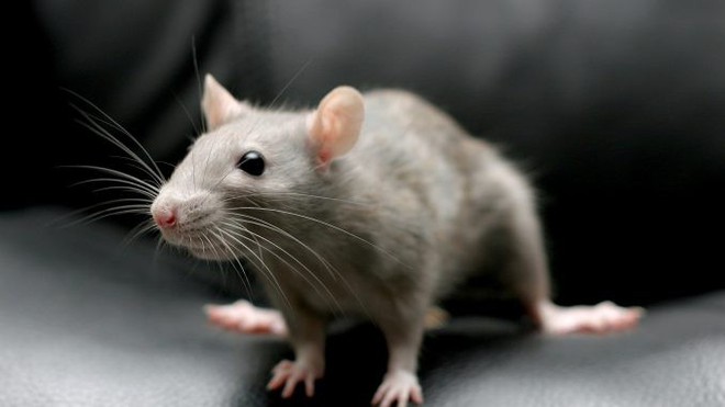 Hợp chất có trong rau và thuốc hóa trị làm chậm quá trình lão hóa, giúp chuột tăng được 36% tuổi thọ - Ảnh 3.