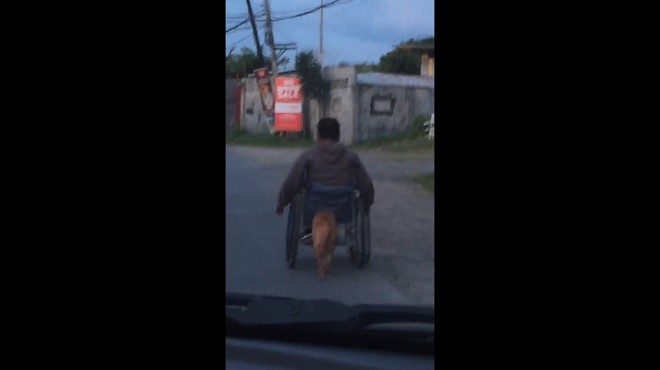 Khoảnh khắc cảm động: Chú chó vàng ngày ngày đẩy xe lăn đưa ông chủ khuyết tật đi chơi phố - Ảnh 2.