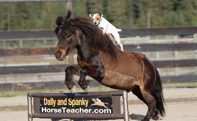 Chuyện lạ: Chú chó có biệt tài cưỡi ngựa không cần dây cương, điều khiển ngựa giỏi như con người - Ảnh 4.