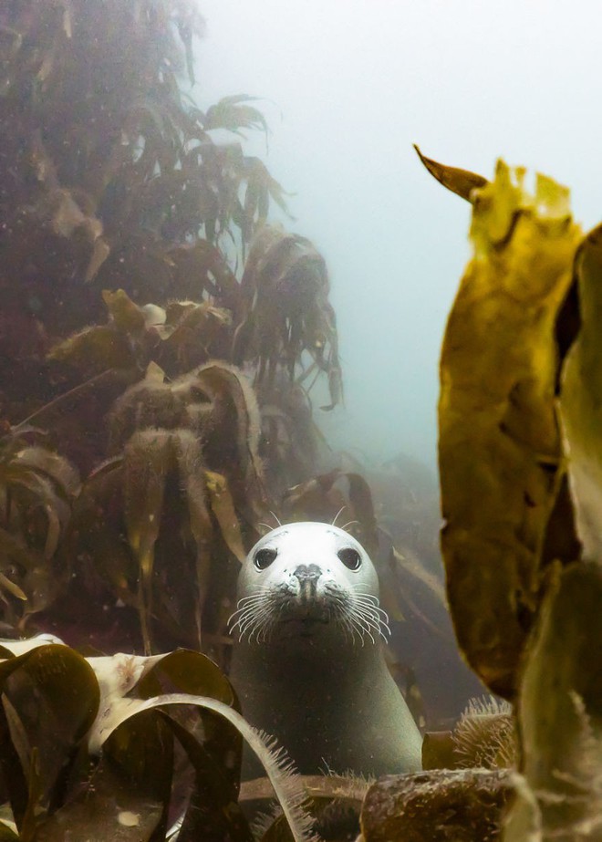 Chiêm ngưỡng những bức ảnh đẹp đến nghẹt thở tại Underwater Photographer Of The Year 2018 - Ảnh 2.