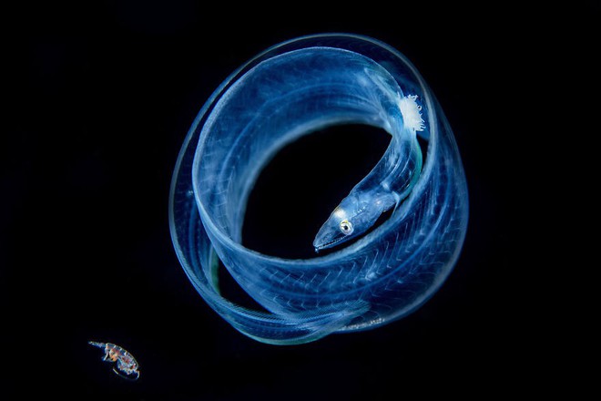 Chiêm ngưỡng những bức ảnh đẹp đến nghẹt thở tại Underwater Photographer Of The Year 2018 - Ảnh 11.