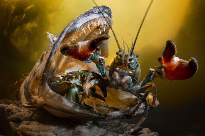 Chiêm ngưỡng những bức ảnh đẹp đến nghẹt thở tại Underwater Photographer Of The Year 2018 - Ảnh 14.