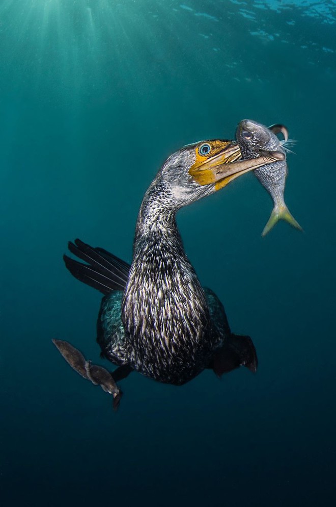 Chiêm ngưỡng những bức ảnh đẹp đến nghẹt thở tại Underwater Photographer Of The Year 2018 - Ảnh 12.