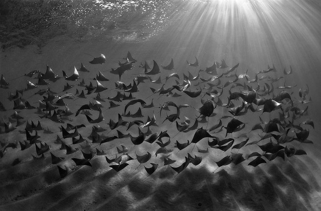 Chiêm ngưỡng những bức ảnh đẹp đến nghẹt thở tại Underwater Photographer Of The Year 2018 - Ảnh 3.