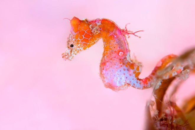 Chiêm ngưỡng những bức ảnh đẹp đến nghẹt thở tại Underwater Photographer Of The Year 2018 - Ảnh 6.