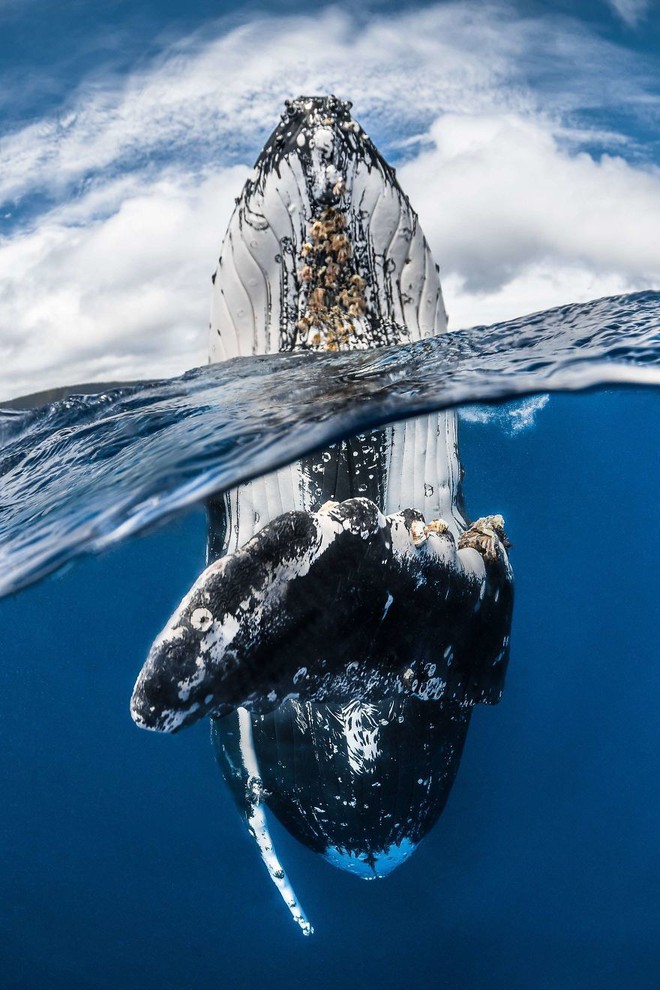 Chiêm ngưỡng những bức ảnh đẹp đến nghẹt thở tại Underwater Photographer Of The Year 2018 - Ảnh 8.