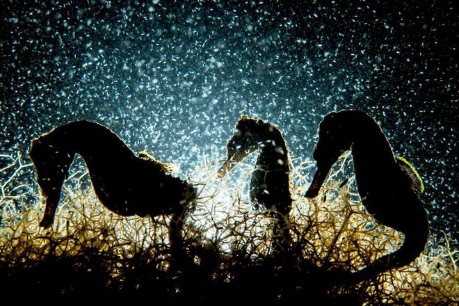 Chiêm ngưỡng những bức ảnh đẹp đến nghẹt thở tại Underwater Photographer Of The Year 2018 - Ảnh 9.