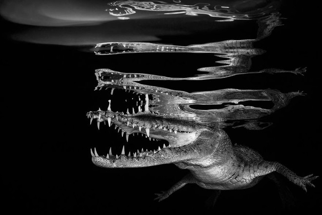 Chiêm ngưỡng những bức ảnh đẹp đến nghẹt thở tại Underwater Photographer Of The Year 2018 - Ảnh 10.