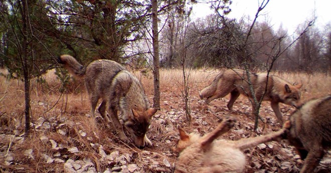 Một con sói xám đơn độc vừa rời vùng cấm tại Chernobyl - Ảnh 2.